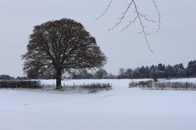 Snowy farm fields